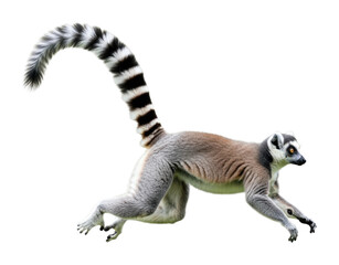Fototapeta premium Lemur jumping through the forest wildlife action isolated on transparent background