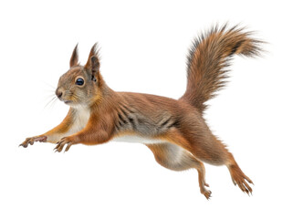 Obraz premium Squirrel leaping in motion natural habitat animal isolated on transparent background