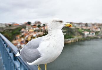 Fototapeta premium Big seagull on a bridge in Porto