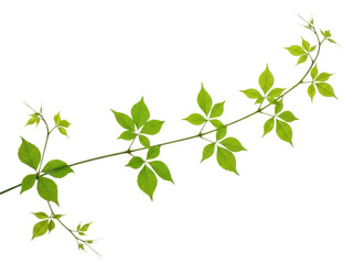 Green leafy vine with multiple branches and vibrant green leaves, isolated on transparent background, natural plant