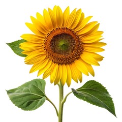 Fototapeta premium Radiant Willow Leaved Sunflower Isolated On White Solid Background Showcasing Bright Yellow Petals Dark Center And Natural Prairie Beauty Perfect For Botanical Art Floral Design And Decor