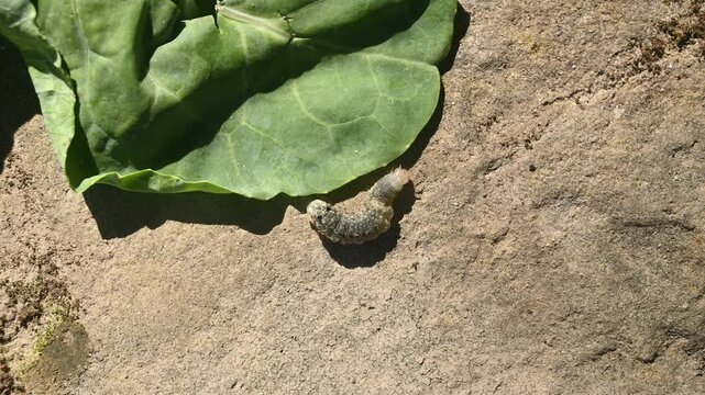Animal India - Worms In Cauliflower - Pest :
Larvae of the Noctuidae family moth caterpillar attack and damage cauliflower plants in Tehatta, West Bengal, India.