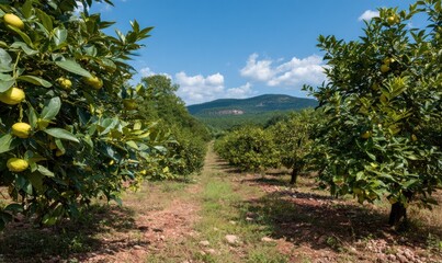 Fototapeta premium Orchard of citrus trees with fruit, path leading to a mountain, under blue sky