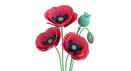 Obraz premium Three Red Poppies with Bud and Seed Pod