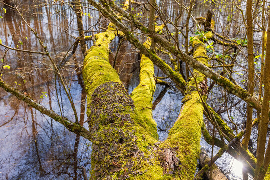 Swamp with a fallen tree covered with moss and lichens a sunny spring day