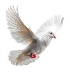 Obraz premium A white dove is flying in the air with its wings spread wide