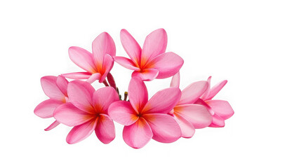 Obraz premium Pink plumeria flowers isolated on transparent background