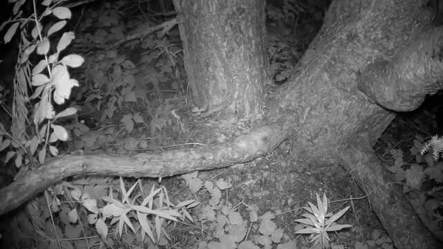 Yellow-necked mouse (Apodemus flavicollis) moving under a pine tree. Estonia.