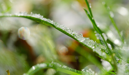 ice on a green blade of grass close-up
