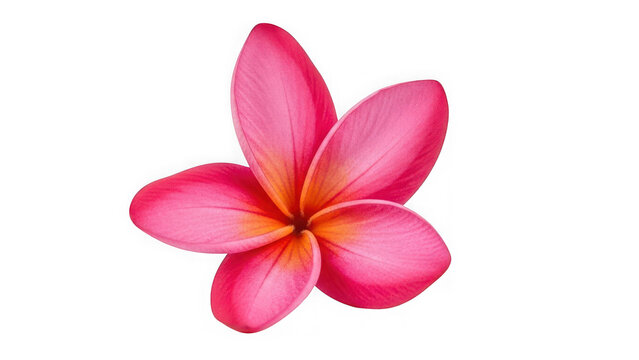 Pink plumeria flower isolated on transparent background