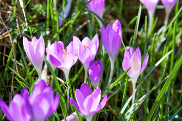 Vibrant purple crocuses blossom in bright spring sunlight amidst fresh green grass. A beautiful, delicate symbol of nature's awakening