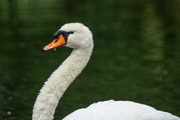 Obraz premium A white mute swan (Cygnus olor) feeding in a pond in South Africa
