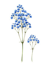 Obraz premium Delicate watercolor illustration of gypsophila with vibrant blue and indigo blossoms and slender stems, isolated on transparent background, capturing serene botanical beauty