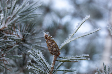 A frost-covered pine branch and small pine cone with the fragile, feathery frost surrounding it, crisp, quiet moment in a winter forest.