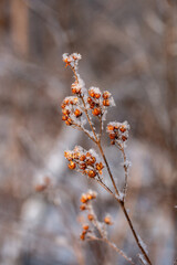 Fine ice crystals cling to the plant, creating a delicate contrast between the rich orange-brown hues of the dried pods and the pale, wintry surroundings.