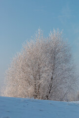 A frost-covered tree rises from a gentle, snow-blanketed slope in a cold winter day