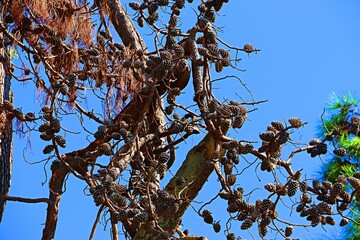 Fototapeta premium Dry pine branches with a large number of cones