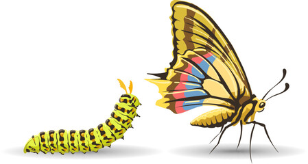Machaon caterpillar and butterfly