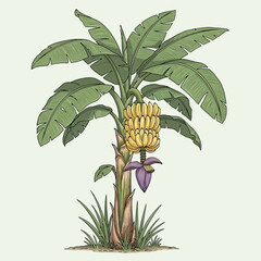 
Banana Plant Illustration &ndash; Tropical Banana Tree with Fruit for Agriculture & Nature Design