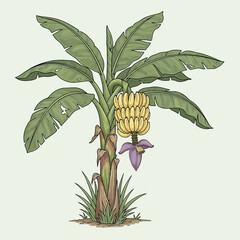 
Banana Plant Illustration &ndash; Tropical Banana Tree with Fruit for Agriculture & Nature Design