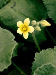 yellow flower and buds of Ecbalium Elaterium plant Cucurbitaceae Family