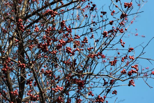 collection of colorful autumnal leaves as pattern cilor image