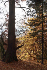  colorful autumnal leaves and trees in park