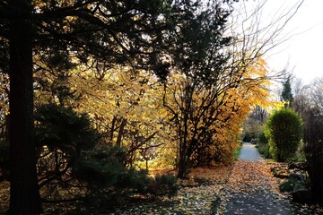  colorful autumnal leaves and trees in park