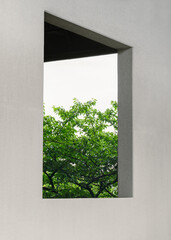 White wall Window frame view of lush green tree Architecture details Ecology Green living concept
