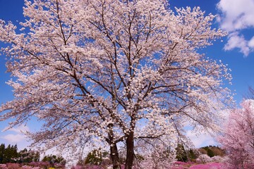 Obraz premium 青空に映える春の彩り
