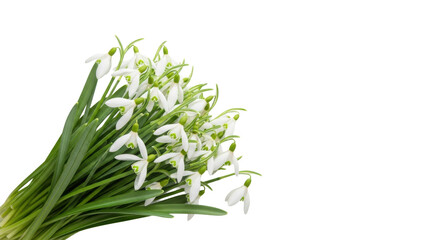 Obraz premium A professionally arranged bouquet of delicate white snowdrop flowers against a clean, minimalist white background, captured in soft light and macro detail, conveying the essence of early spring