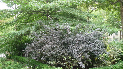 Various plants in a public parisian park