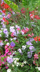 red and white flowers