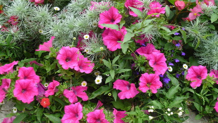 pink flowers in the garden