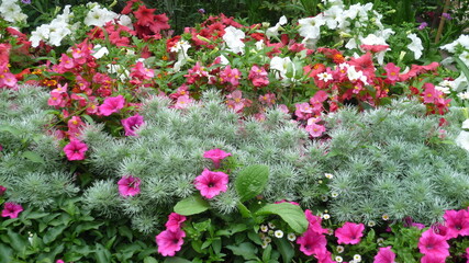 Beautiful flowerbed with various flowers and plants in purple, pink and green colors