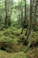 白駒の池・苔と原生林