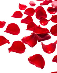 Fototapeta premium Beautiful rose petals on a white background
