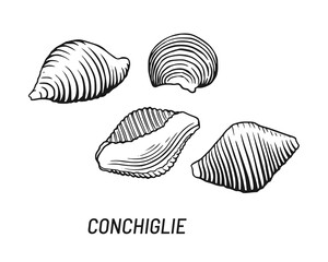 Conchiglie rigate Pasta vector illustration. Hand drawn sketch design element.