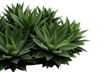 Obraz premium dense cluster of lush, deep green agave succulents with sharp spikes arranged symmetrically in a bright white studio setting with soft light and copy space, conveying organic wellness and natural