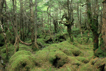 白駒の池・苔と原生林