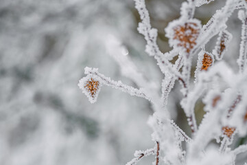 Frost-covered brown leaves on a small deciduous shrub. Macro close-up showing detailed ice crystals, winter textures, and sparkling frost patterns on autumn leaves.