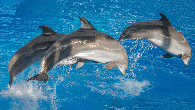 Dolphins performing at the dolphinarium in Sochi Adventure Park.