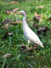 Fototapeta premium A white bird is standing in the grass