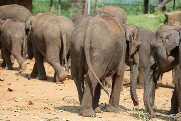 Naklejka premium A group of elephants are walking in a field