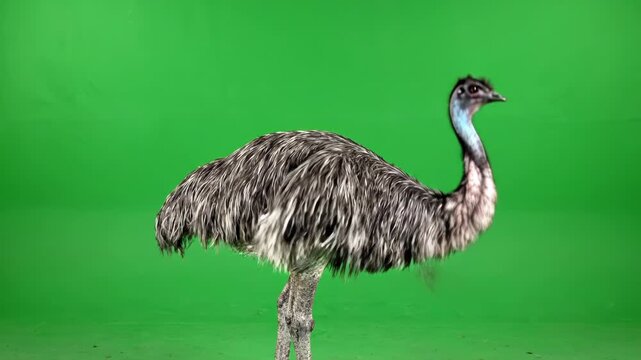 An emu standing on one leg against a green background looking upwards