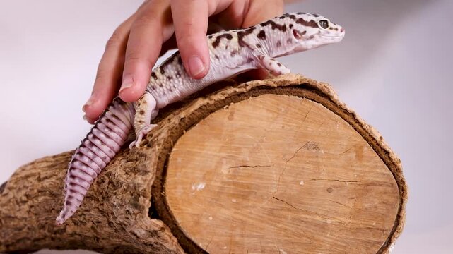 Leopard Gecko Crawling on a Wooden Log with Human Hand Interaction