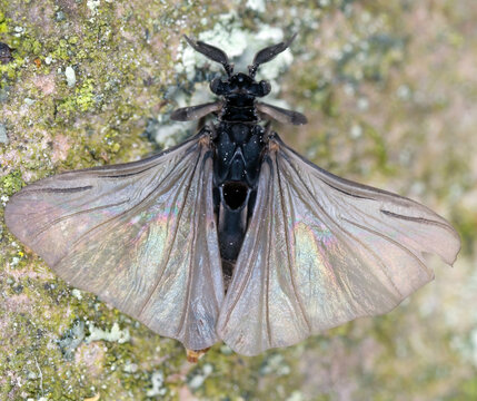 Parasitic Stylops species male, freshly emerged from bee, in the order Strepsiptera.
