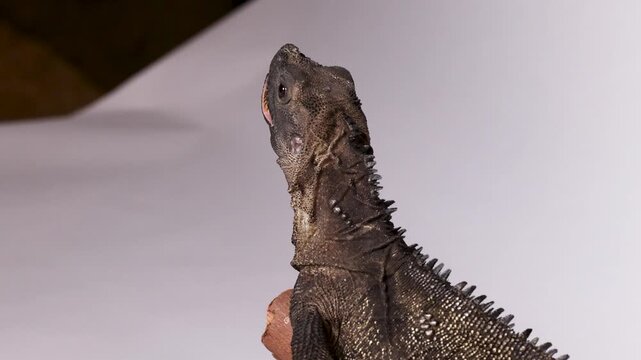 Indonesian Sailfin Lizard Being Hand Fed with Tweezers on White Background