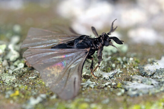 Twisted-wing insect, Strepsipter. Stylops genus. Obligately endoparasitic of wild bees. Adult male insect.
