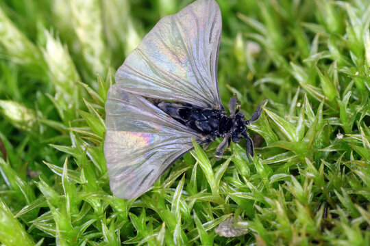 Twisted-wing insect, Strepsipter. Stylops genus. Obligately endoparasitic of wild bees. Adult male insect.